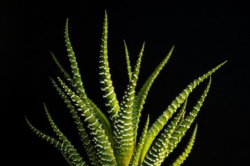 Focused green succulent plant on black background - Powered by Adobe