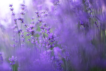 Fototapeta premium Lavendel Hintergrund filigran
