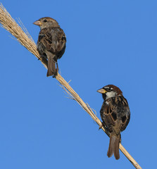 Couple of Spanish sparrow on a spike
