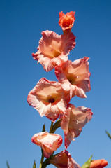 Colorful Gladiolus flowers in the farm