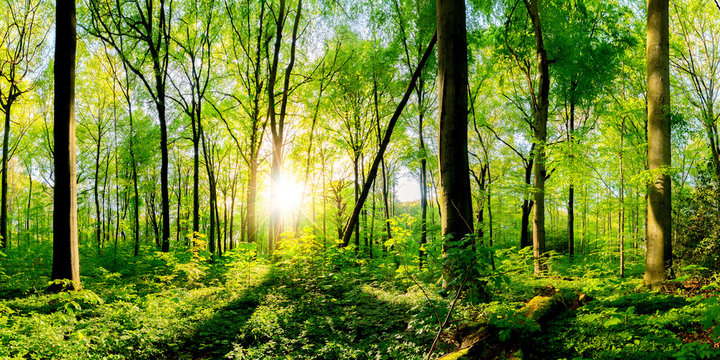 Fototapeta Frühling im Wald bei strahlendem Sonnenschein