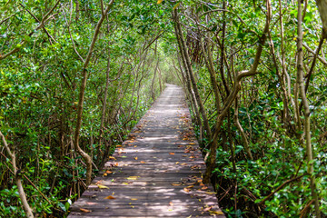 Obraz premium Tree tunnel, Wooden Bridge In Mangrove Forest
