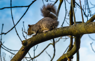 Gray squirrel on a tree in the park