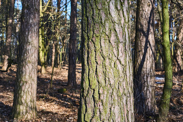 Deciduous forest trees in the winter in Poland.