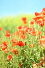 Obraz premium Mohn mit Raps