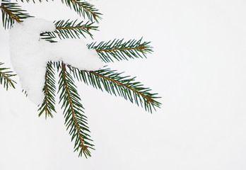 snow covered spruce branch