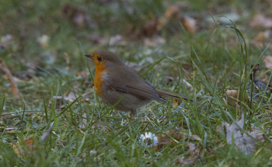 Pettirosso