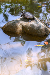 Turtle on the stone in the middle of the lake.