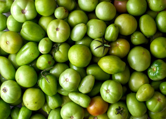Many green tomatoes top view