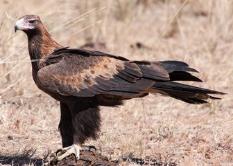 Close-up of an Australian wedge-tailed eagle somewhere in Queensland