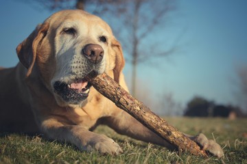 Holz kauen 