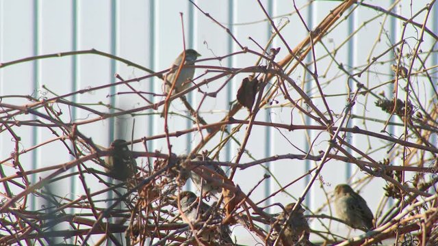 seven sparrows enjoy by the party on the tree
