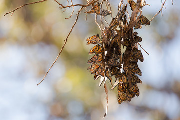 Cluster of migrating monarch butterflies rests in the shade of a tree grove
