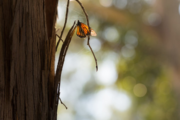 Migrating monarch butterfly rests on the side of a tree in a shady grove