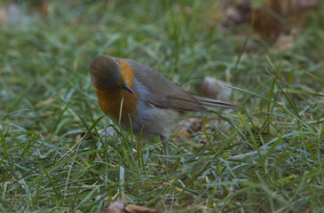 Pettirosso