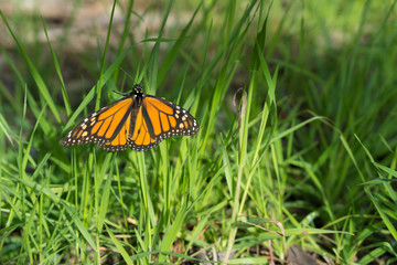 Monarch butterfly rests on the grass
