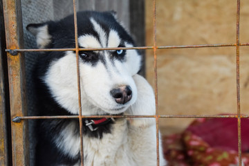 Husky Dog with different eyes. Black and white husky. Brown and blue eyes