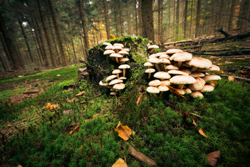 Mushroom In The Forest