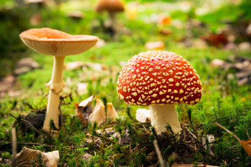 Mushroom In The Forest