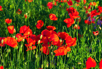 Wild poppies in the field