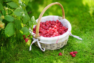 Fresh raspberries in the cute basket under raspberry bush