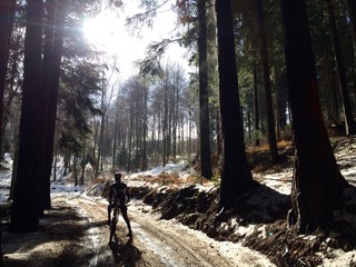 Obraz premium Bosque