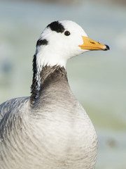 Bar-Headed Goose