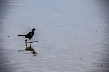 Sandpiper at the Beach
