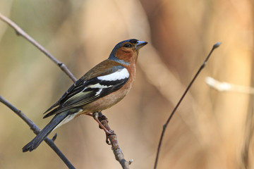 singing spring bird sitting on a branch