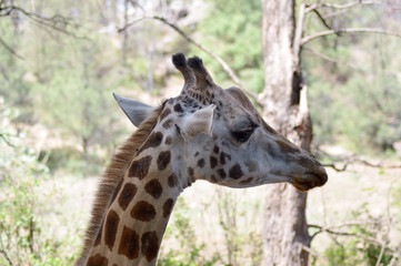 Giraffe head in a park
