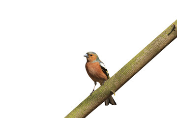 common chaffinch Fringilla coelebs sitting on branch isolated white