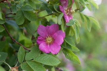 Obraz premium Natural fresh wild rose blooms