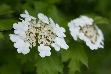 Viburnum blossoms