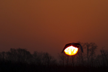 mute swan flying on a background of solar circles