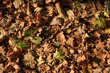 Fallen autumn leaves background