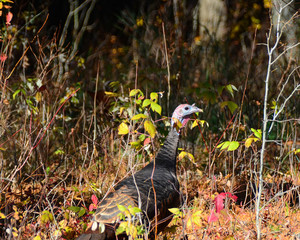 Wild turkey hen running through the brush