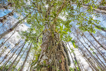 Looking up in the Everglades