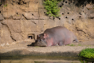 Hippopotamus laying on the ground
