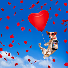dog hanging on balloon in  air for valentines day