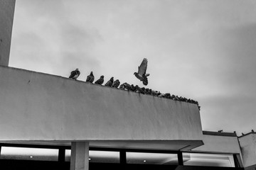 Pigeons sitting on an edge of a building