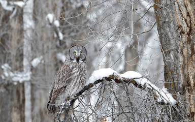 Owl