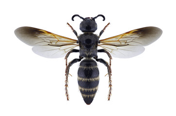 Wasp Colpa quinquecincta quinquecincta (female) on a white background