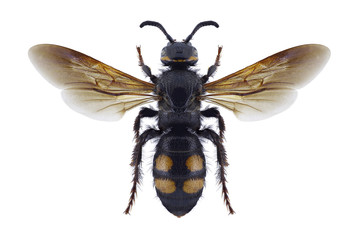 Wasp Scolia hortorum nouveli (female) on a white background