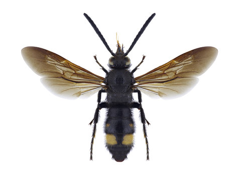 Wasp Scolia hortorum nouveli (male) on a white background