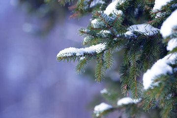 Obraz premium Winter fir tree branches covered with snow. Frozen tree branch in winter forest.