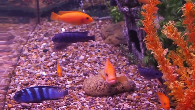 A cichlid aquarium, Full hd