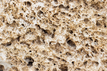 texture Rakushnjak or coquina