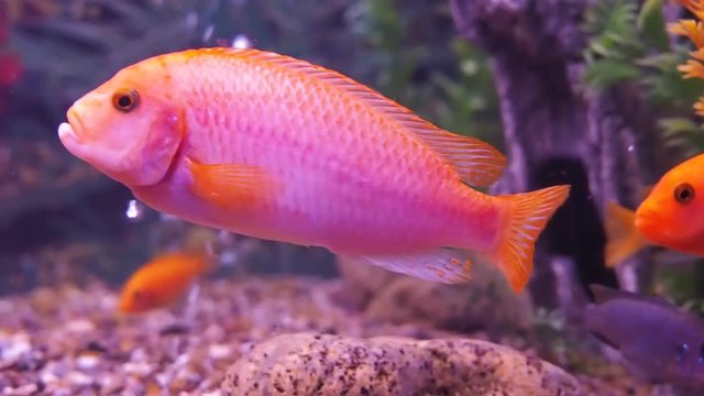 Freshwater aquarium fish. Full hd