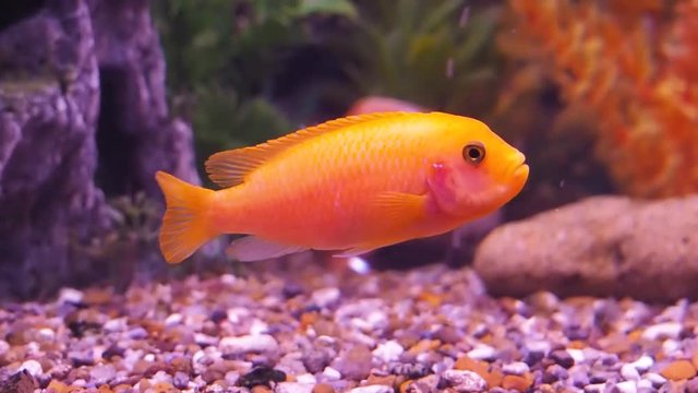 Freshwater aquarium fish. Full hd