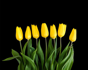 Naklejka premium Yellow tulips on black background
